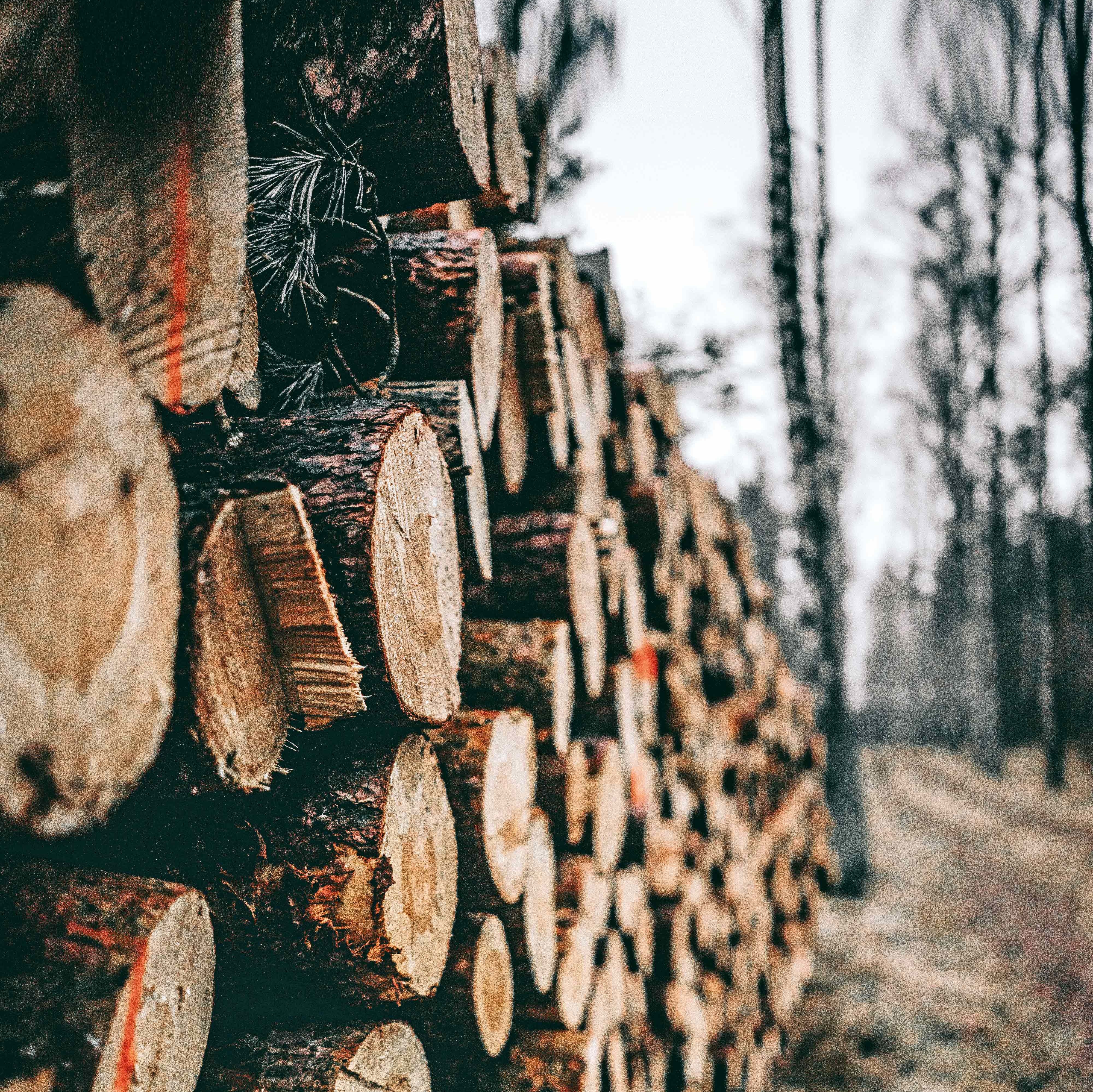 Holzstämme im Wald