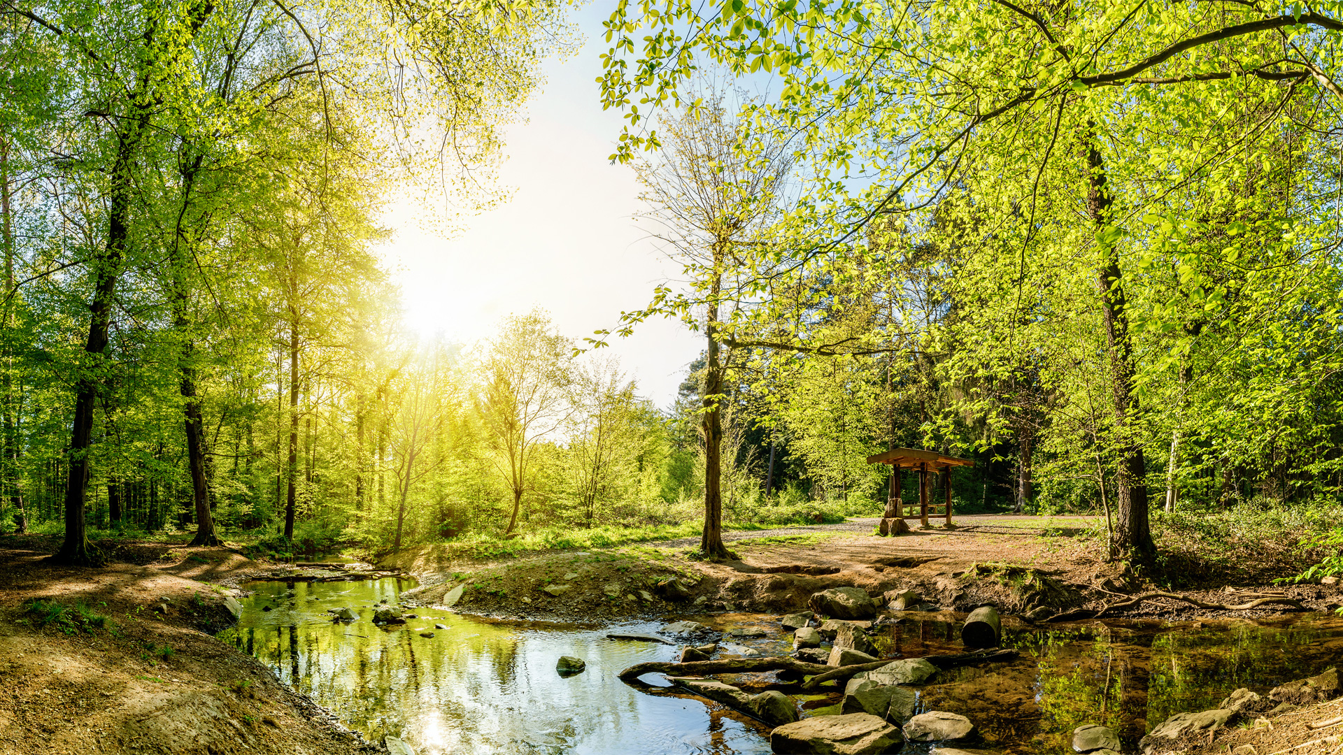 wald wald