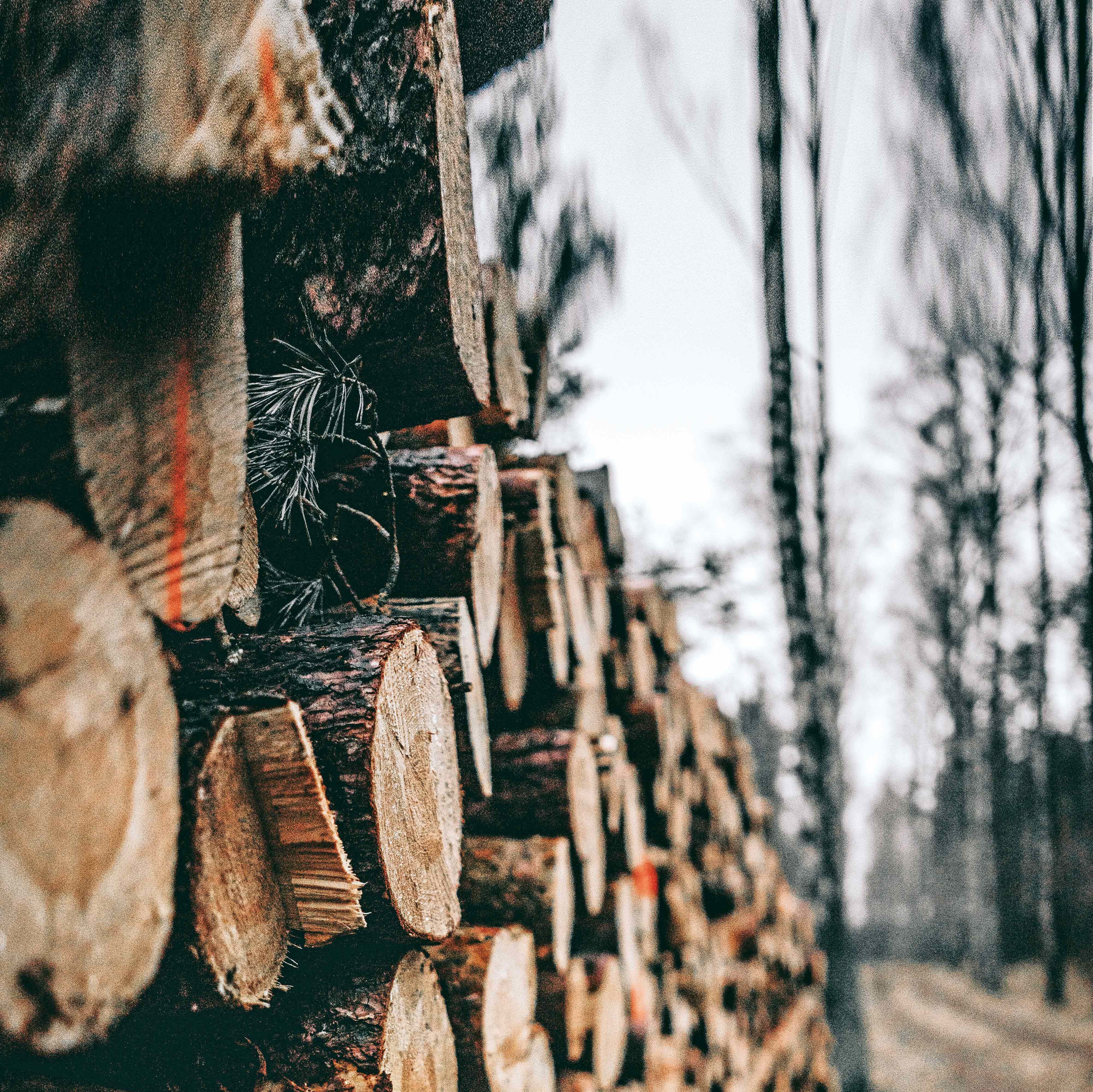geschnittene Holzstämme im Wald